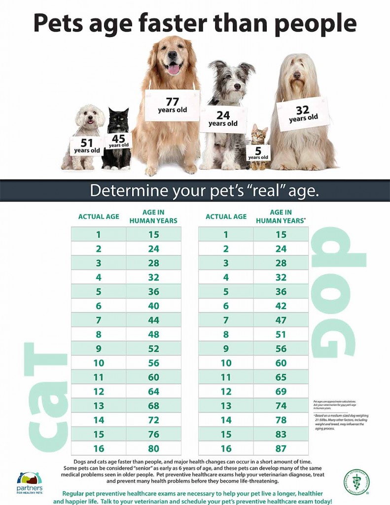 Pets Age Faster than People